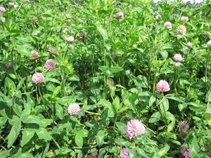 アカクローバー（マメ科・牧草）.jpg