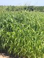 ギニアグラス（イネ科・牧草） （独）家畜改良センター提供