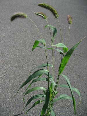 アワ（イネ科・飼料）.JPG