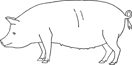 ファイル:ブタの外貌.svg