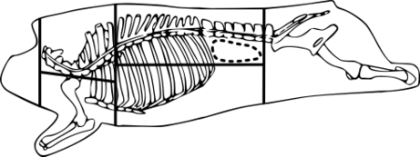 ファイル:ブタ枝肉分割方式.svg