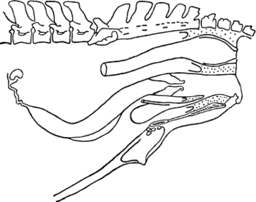 ファイル:ウマの雌性生殖器.svg