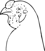 ファイル:鶏冠（クルミ冠）.svg