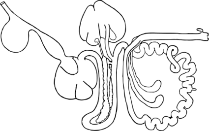 ファイル:ニワトリの消化器.svg
