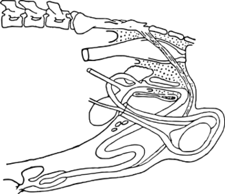 ファイル:ブタの雄性生殖器.svg