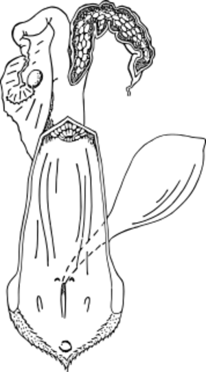 ウシの雌性生殖器（正面）.svg