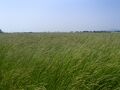 トールフェスク（草地） （独）家畜改良センター提供