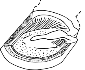 ファイル:ウマの蹄（横）.svg