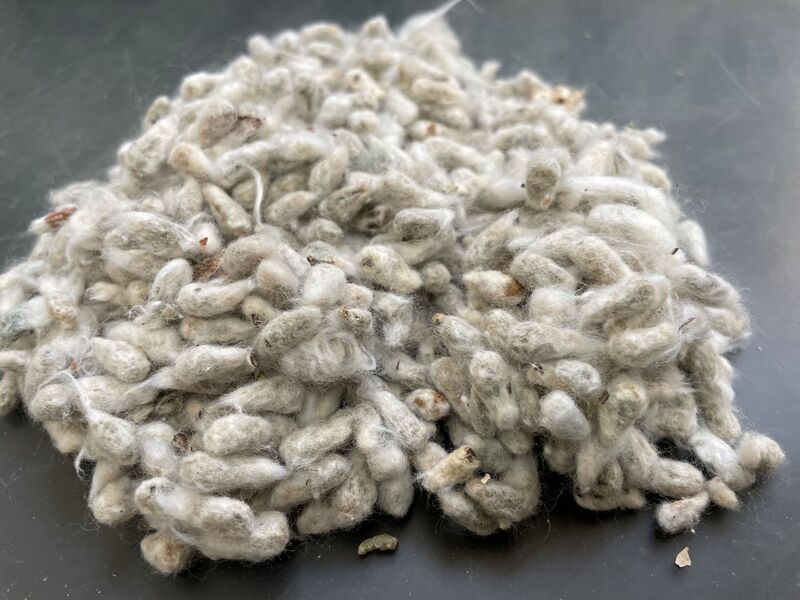 ファイル:綿実（アオイ科・飼料）.JPG